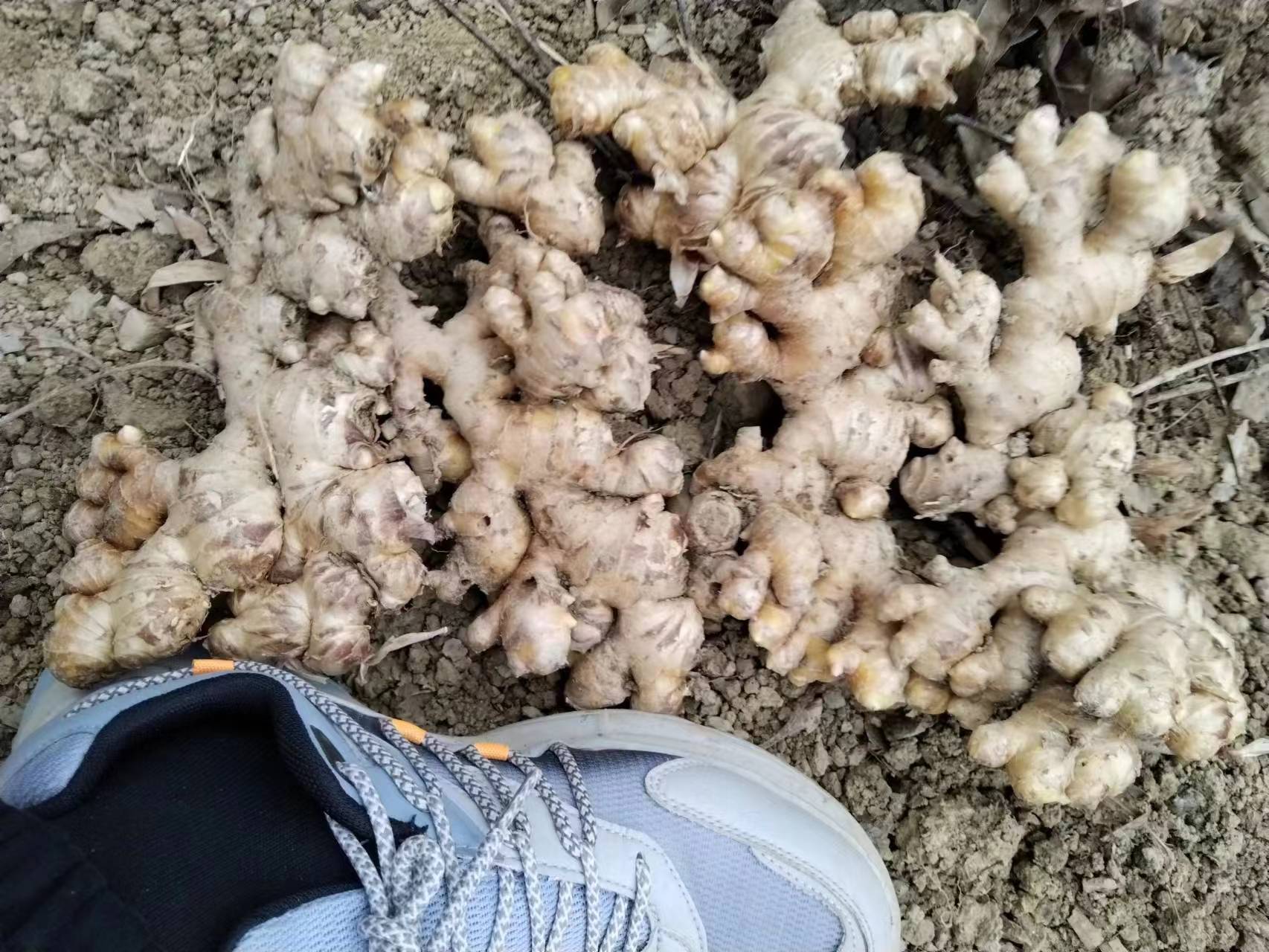 鲜姜清洗与风干过程