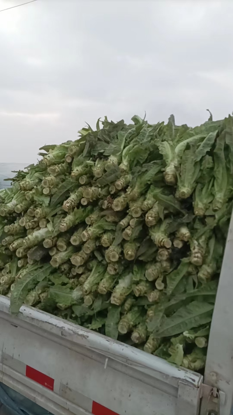 绵阳德阳红尖叶莴笋不空心品质好大小车都接