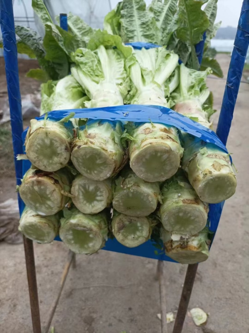 绵阳德阳红尖叶莴笋不空心品质好大小车都接