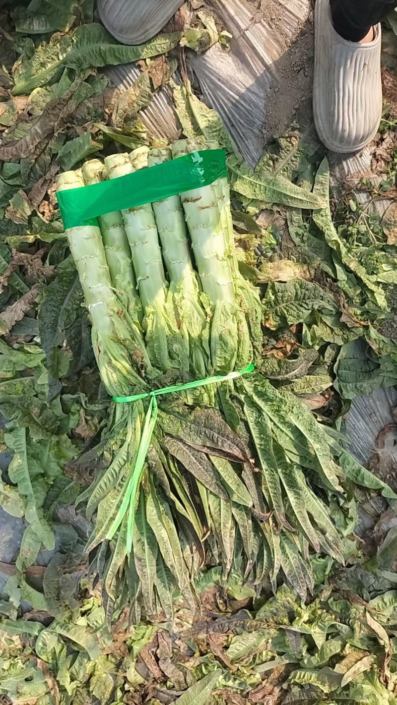 绵阳德阳红尖叶莴笋不空心品质好大小车都接