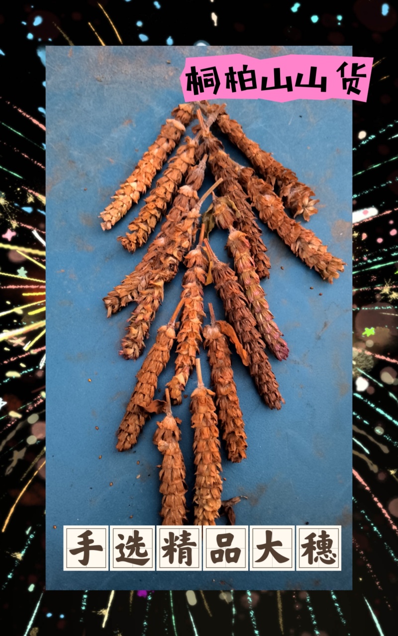 夏枯球