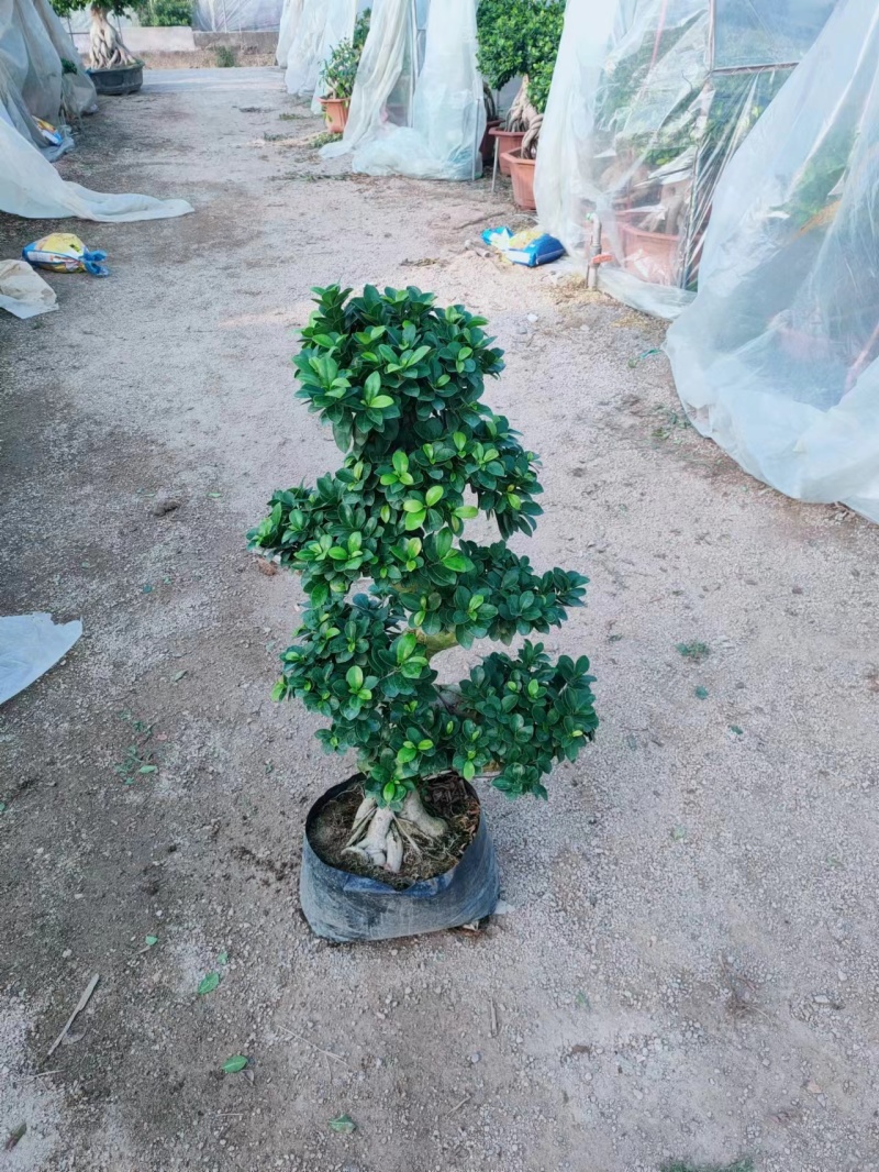 福建漳州榕树盆景s弯榕树盆景/基地直发/量大从优诚信经营
