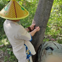 老家有50年树龄蒲榆树一棵，直径30厘米左右