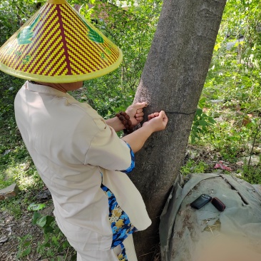 老家有50年树龄蒲榆树一棵，直径30厘米左右