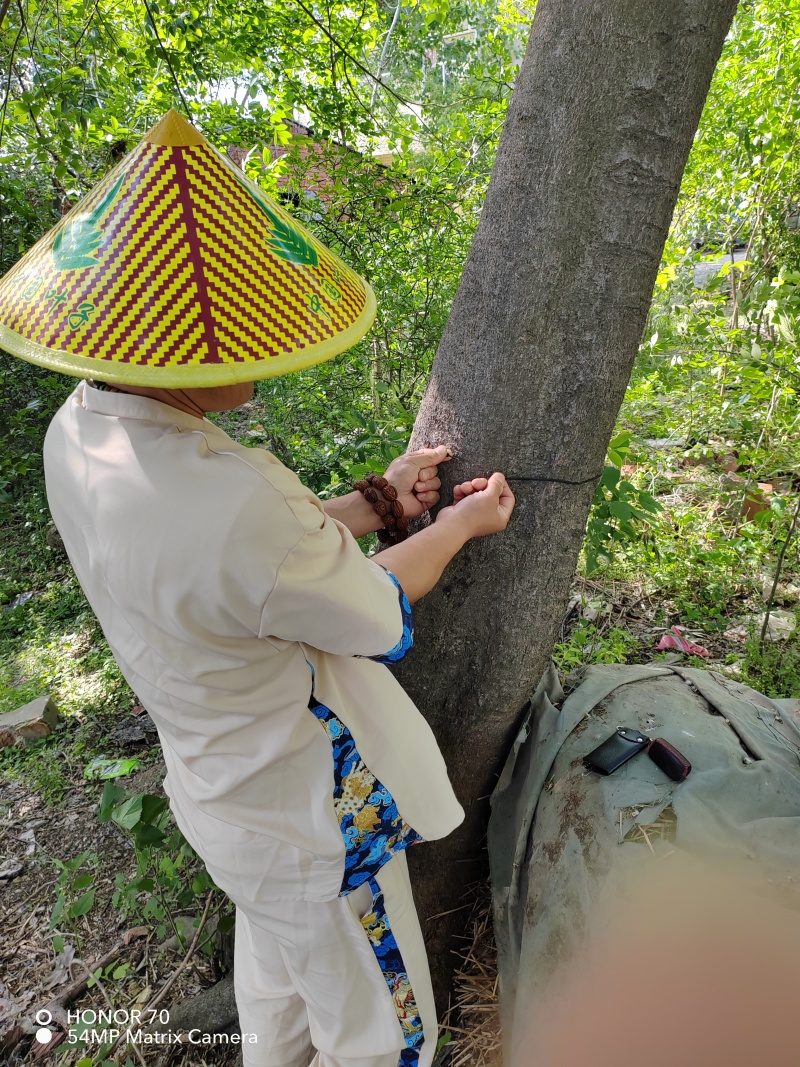 老家有50年树龄蒲榆树一棵，直径30厘米左右