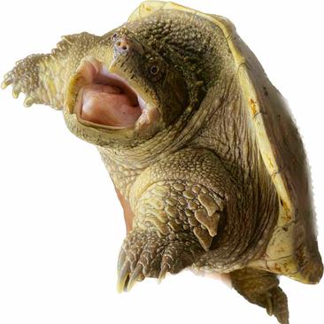 鳄鱼龟杂佛拟鳄养殖食用3-6斤
