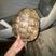 鳄鱼龟杂佛拟鳄养殖食用3-6斤