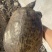 珍珠鳖公2-6斤1.7千-两千斤通货精品走交配公纯外塘货