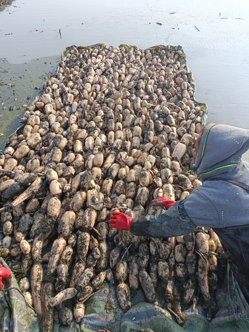 湖北莲藕湖北粉藕煲汤藕大量供应莲藕
