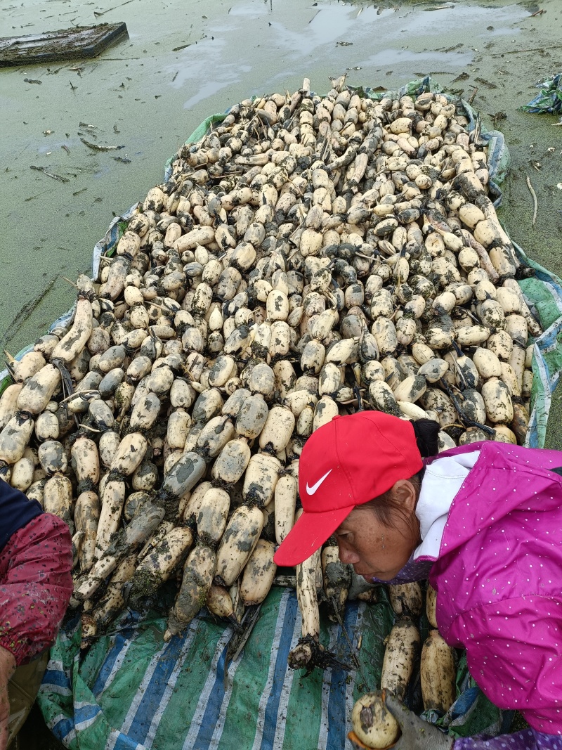 湖北莲藕湖北粉藕煲汤藕大量供应莲藕