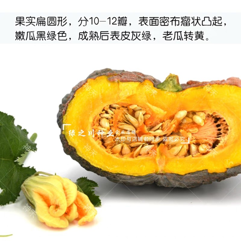 卡其癞蜜栗南瓜种子癞瓜种子大果甜面南瓜种籽高产癞子南瓜