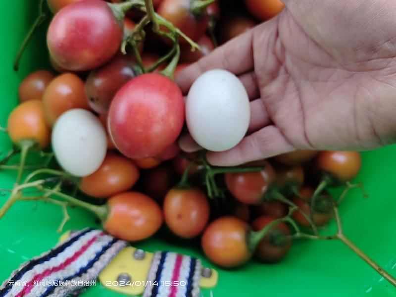 【推荐】云南精品树番茄鸡蛋果产地直销一手货源量大从优