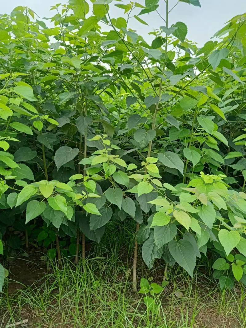 山桐子/山桐子苗/山桐子树苗/现货供应！