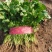 《大叶香菜》滑县香菜河南大叶香菜产地直发实力代办代发