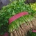 《大叶香菜》滑县香菜河南大叶香菜产地直发实力代办代发