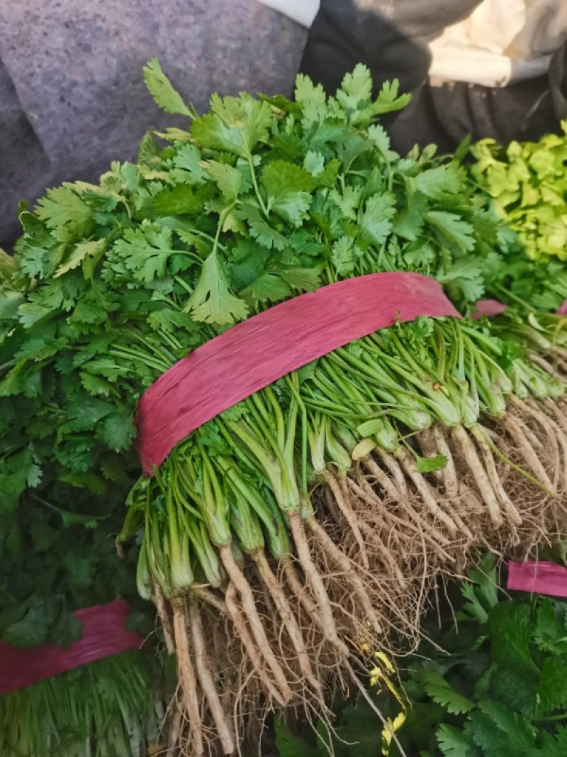 《大叶香菜》滑县香菜河南大叶香菜产地直发实力代办代发
