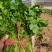 《大叶香菜》滑县香菜河南大叶香菜产地直发实力代办代发