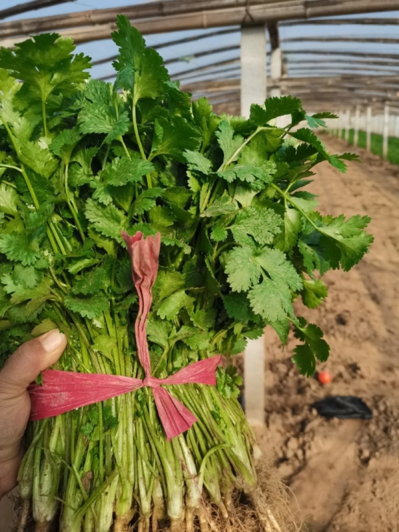 《大叶香菜》滑县香菜河南大叶香菜产地直发实力代办代发