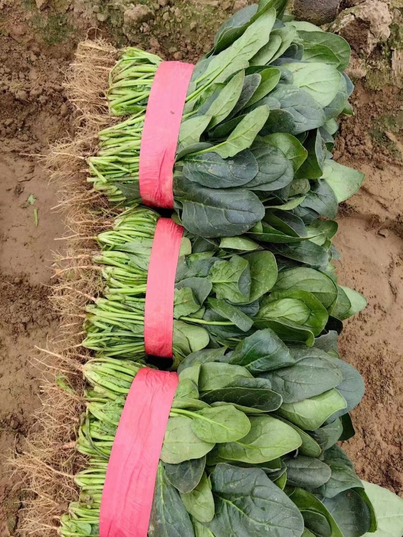 滑县菠菜-大叶菠菜越冬菠菜大量有货代发全国市场欢迎联系
