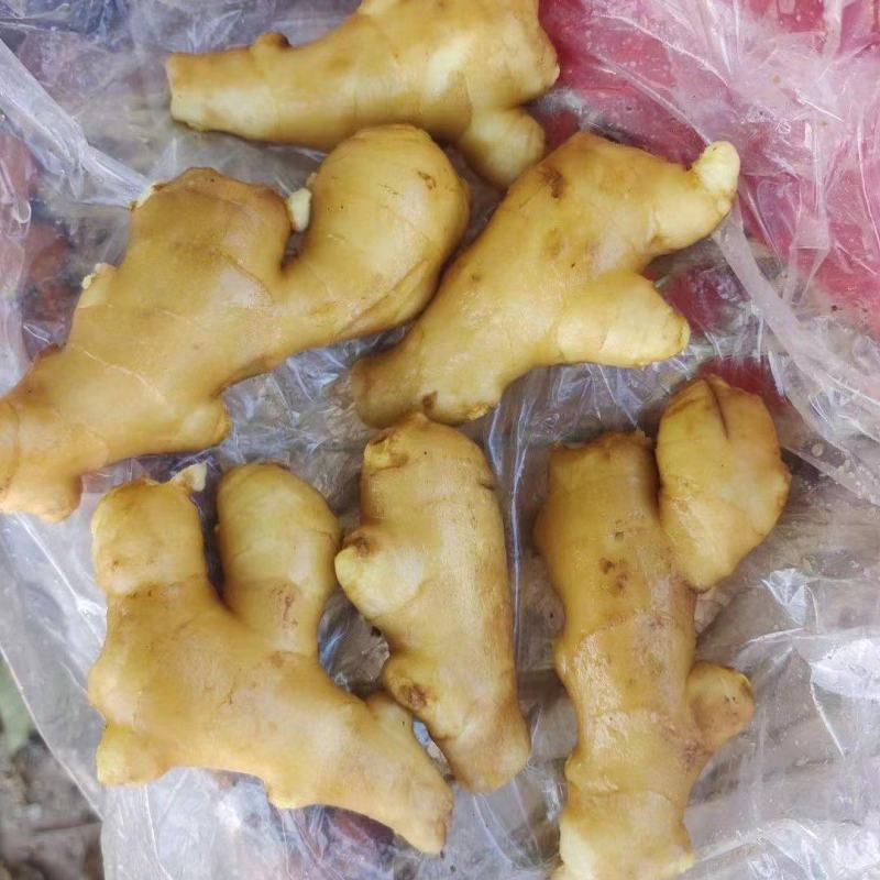 精品姜母，姜巴手选货，产地大量现货，全国发货，保证质量