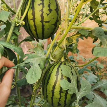 小吊瓜西瓜2k小西瓜，锦绣小西瓜小吊瓜