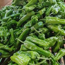 广东雷州市精品苏椒，大量供应。