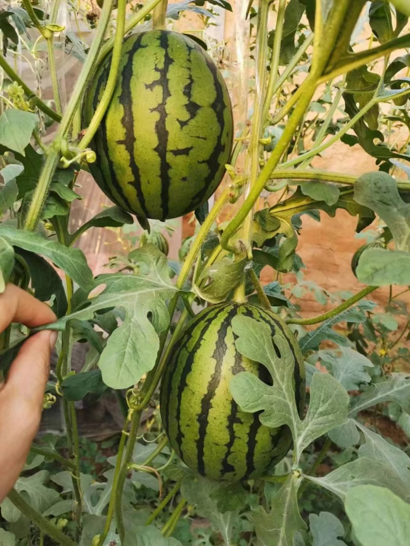 小吊瓜西瓜2k小西瓜，锦绣小西瓜小吊瓜
