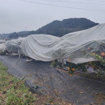 丑柑不知火电商直供一手货源产地直发