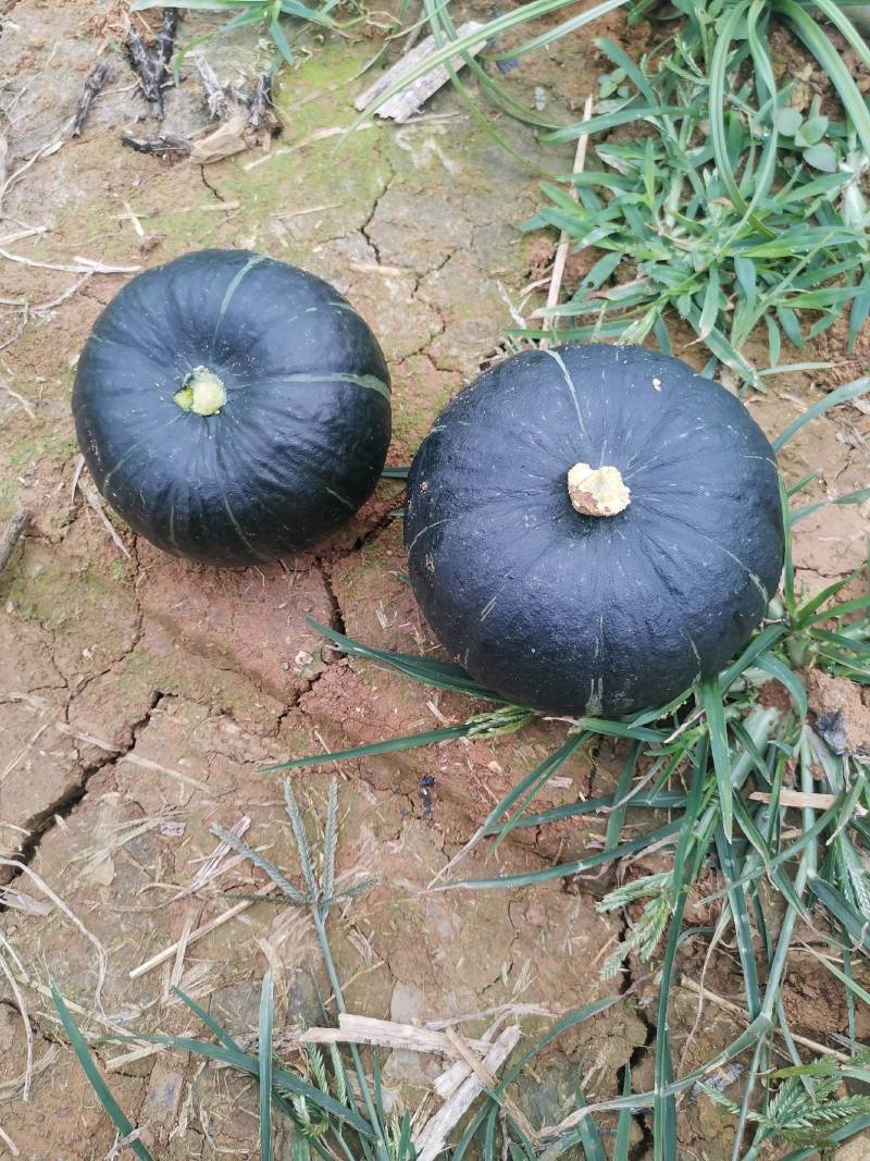 贝贝南瓜基地种植园直供