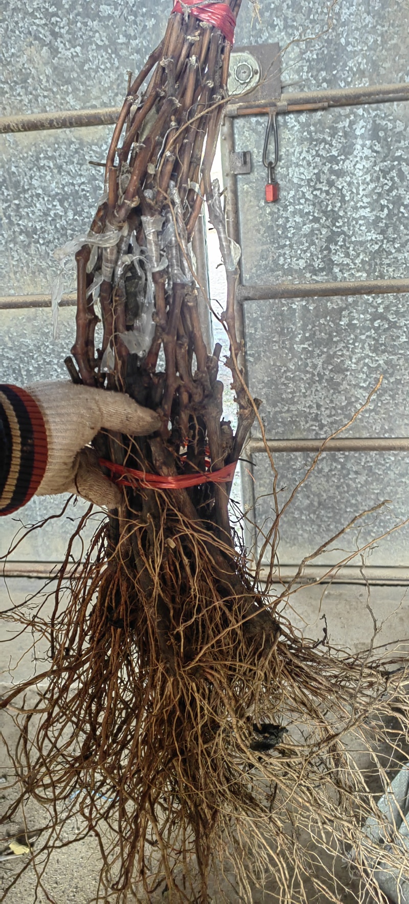 秋黑葡萄苗黑提葡萄苗基地直发纯度保证成活率高