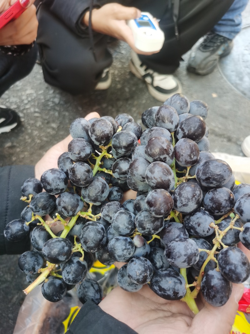 秘鲁玫瑰香黑提广州江南直发黑加仑果