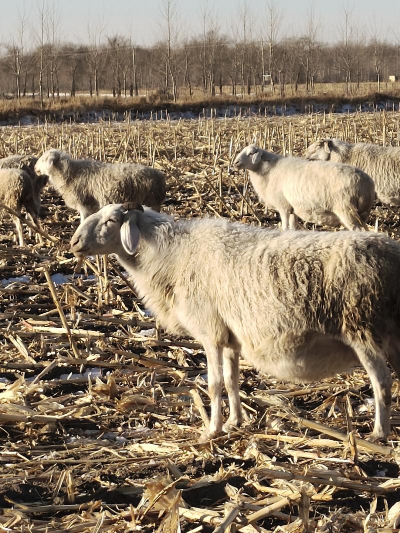 吉林白城大量出售育肥羊放养羊价格便宜可代收