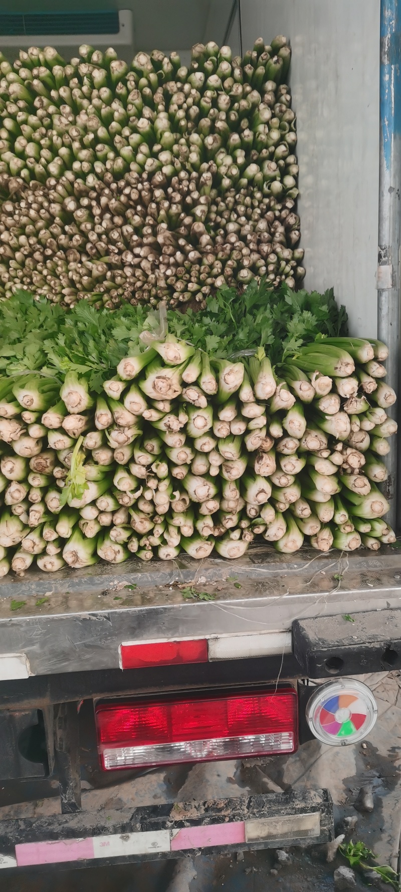 河南芹菜，精品暖棚西芹，色泽艳，视频看货，线上保障交易。