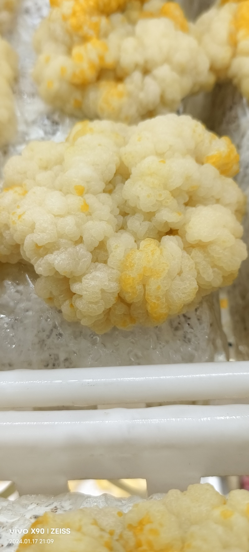 新鲜金耳，接受预订，价格实惠，欢迎咨询！