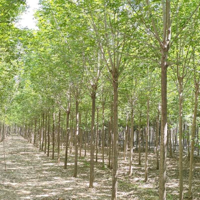山东白蜡苗速生白蜡，规格齐全0.6-18公分存活高
