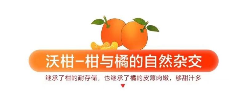 广西武鸣沃柑新鲜采摘产地直发承接电商一件代发包邮包售后