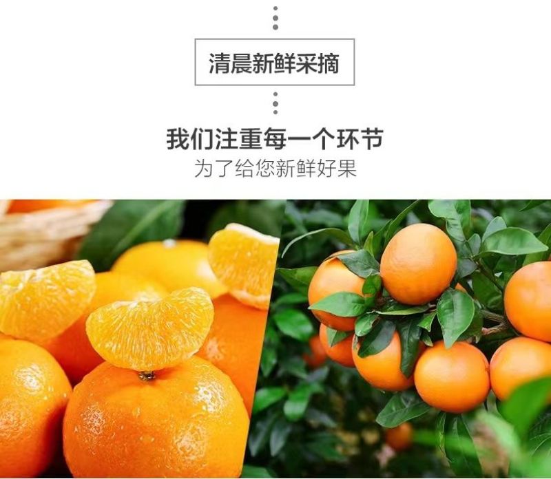 广西武鸣沃柑新鲜采摘产地直发承接电商一件代发包邮包售后