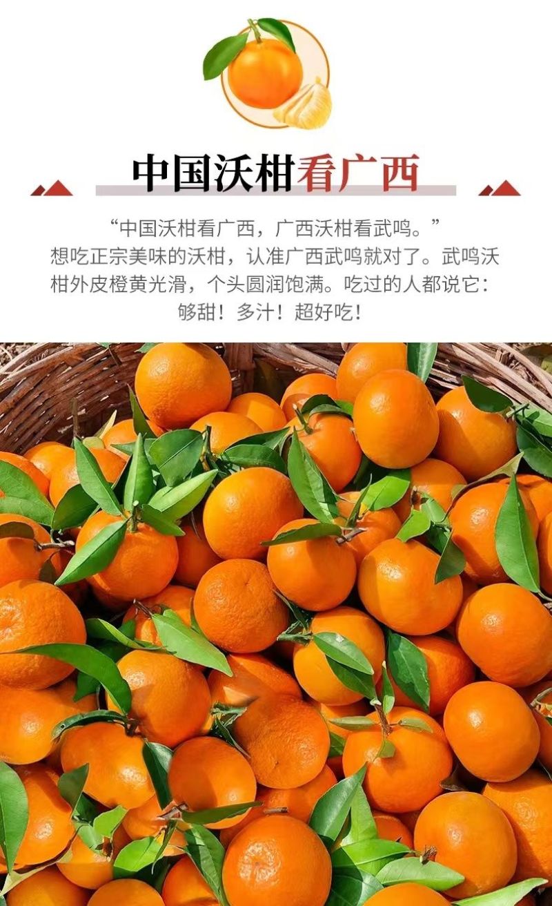 广西武鸣沃柑新鲜采摘产地直发承接电商一件代发包邮包售后