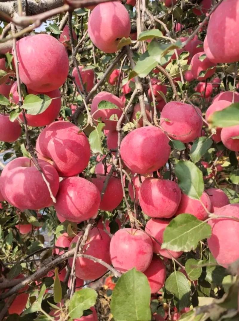 【矮化新品种】瑞阳苹果苗晚熟丰产性高口感脆甜对接采购