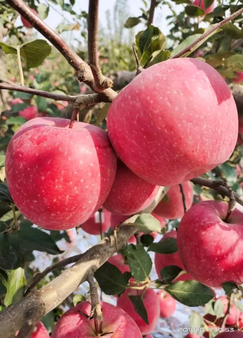 【矮化新品种】瑞阳苹果苗晚熟丰产性高口感脆甜对接采购