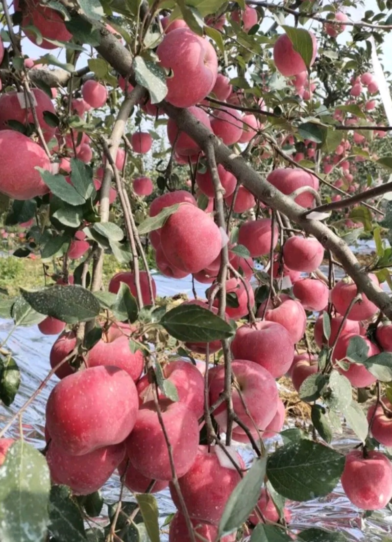睿阳苹果苗晚熟丰产性高口感脆甜对接采购