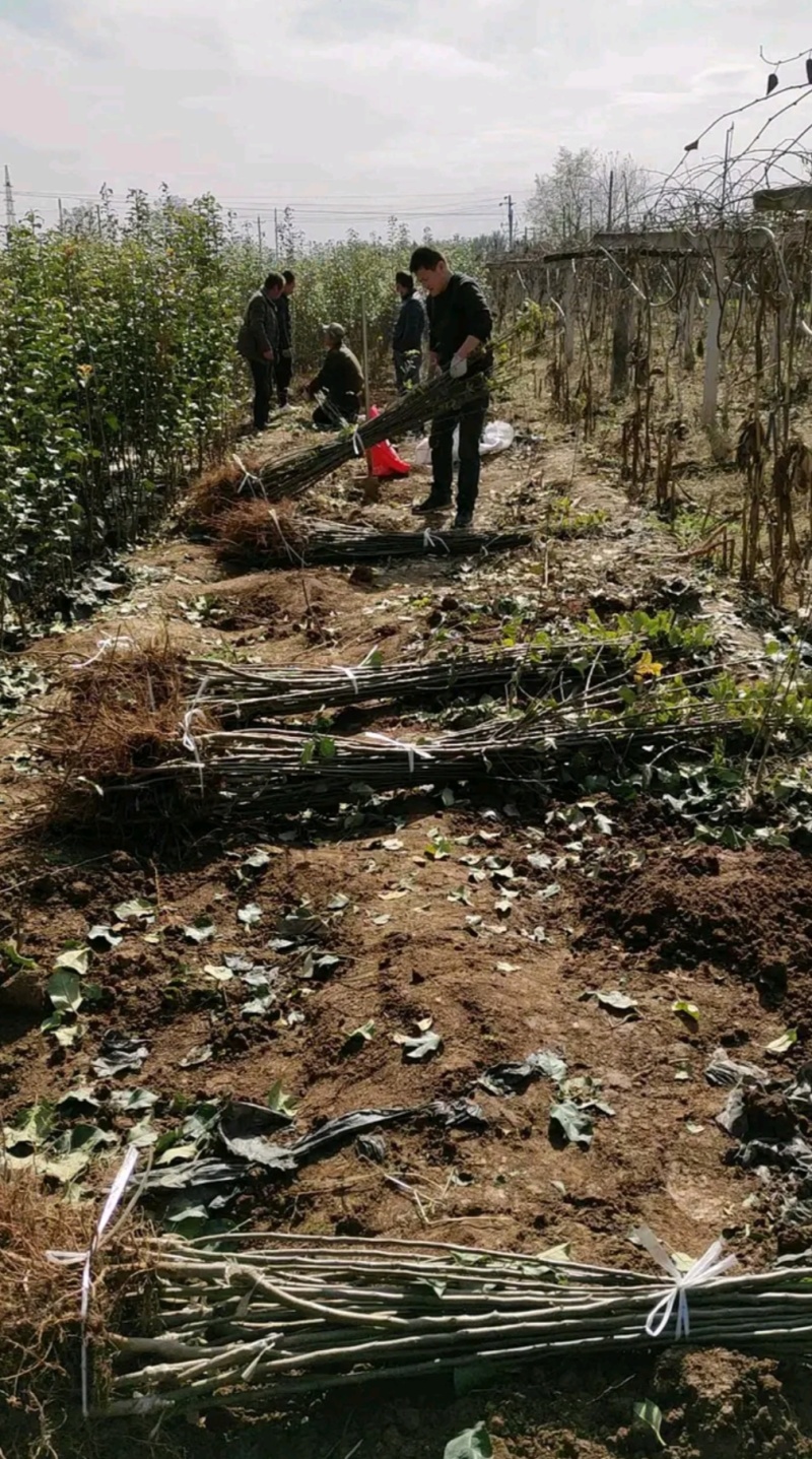 睿阳苹果苗晚熟丰产性高口感脆甜对接采购