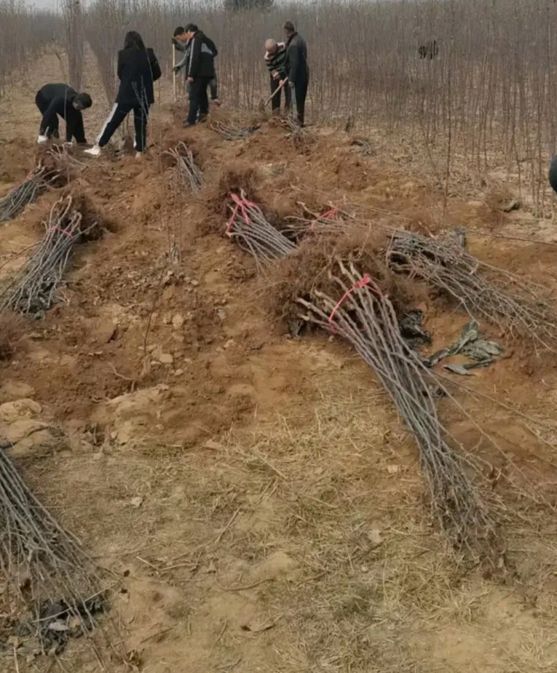 睿阳苹果苗晚熟丰产性高口感脆甜对接采购