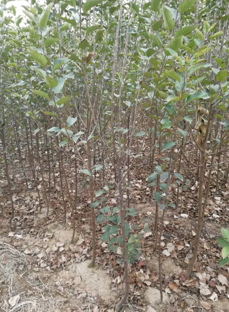 睿阳苹果苗晚熟丰产性高口感脆甜对接采购