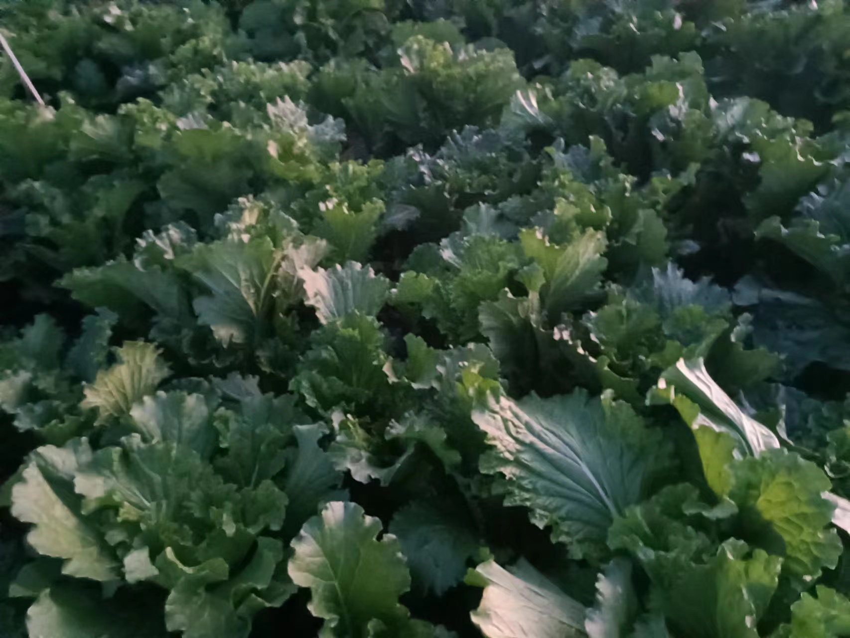 青麻白菜整体外观展示