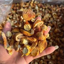 云南特产姬松茸干货A级仿野生种植松茸菌菇巴西蘑菇五斤