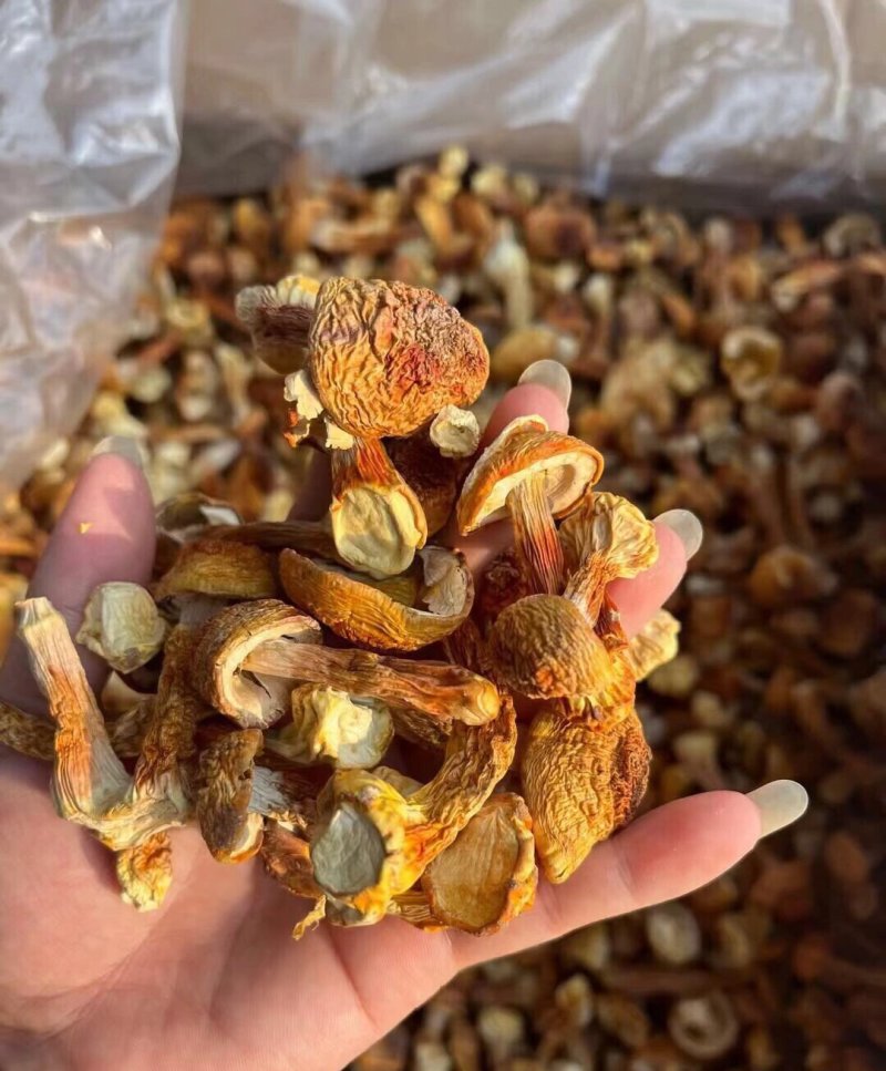 云南特产姬松茸干货A级仿野生种植松茸菌菇巴西蘑菇五斤