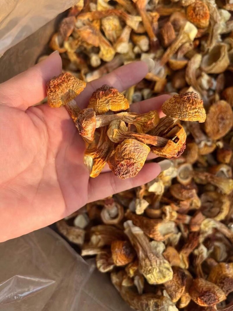 云南特产姬松茸干货A级仿野生种植松茸菌菇巴西蘑菇五斤