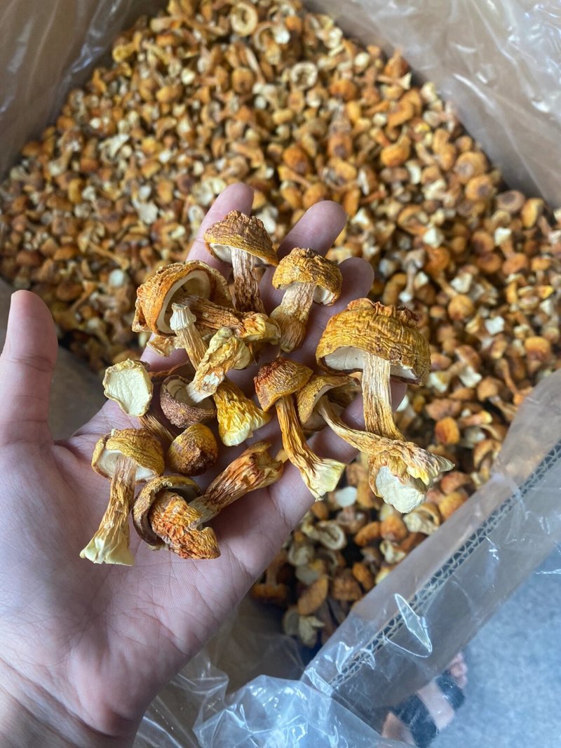 云南特产姬松茸干货A级仿野生种植松茸菌菇巴西蘑菇五斤