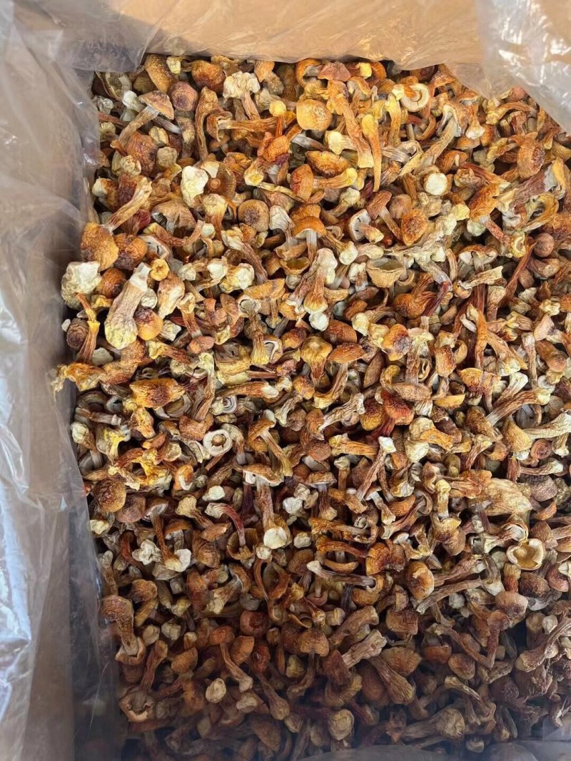 云南特产姬松茸干货A级仿野生种植松茸菌菇巴西蘑菇五斤